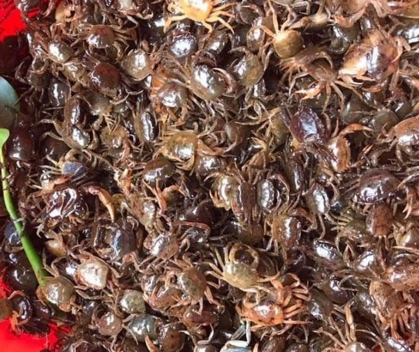 Cua đồng