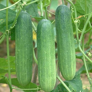 Dưa chuột
