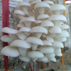 Nấm sò tươi