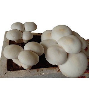 Nấm hoàng đế tươi