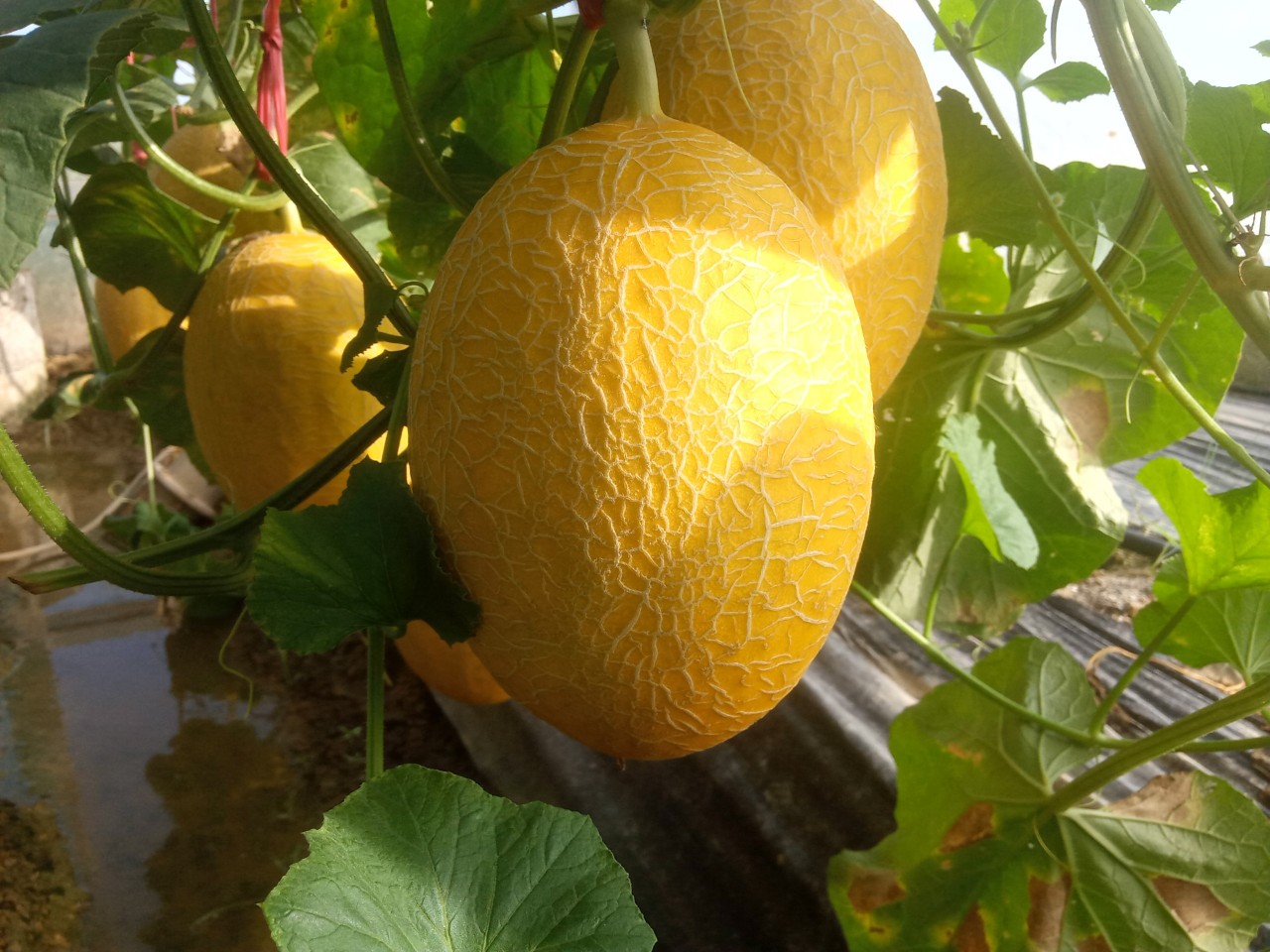 Dưa lưới