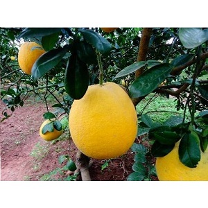 Bưởi diễn - Hoàng Thúy