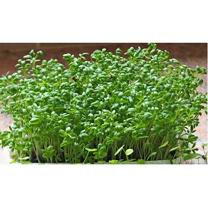 Rau mầm