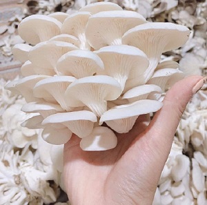 Nấm sò