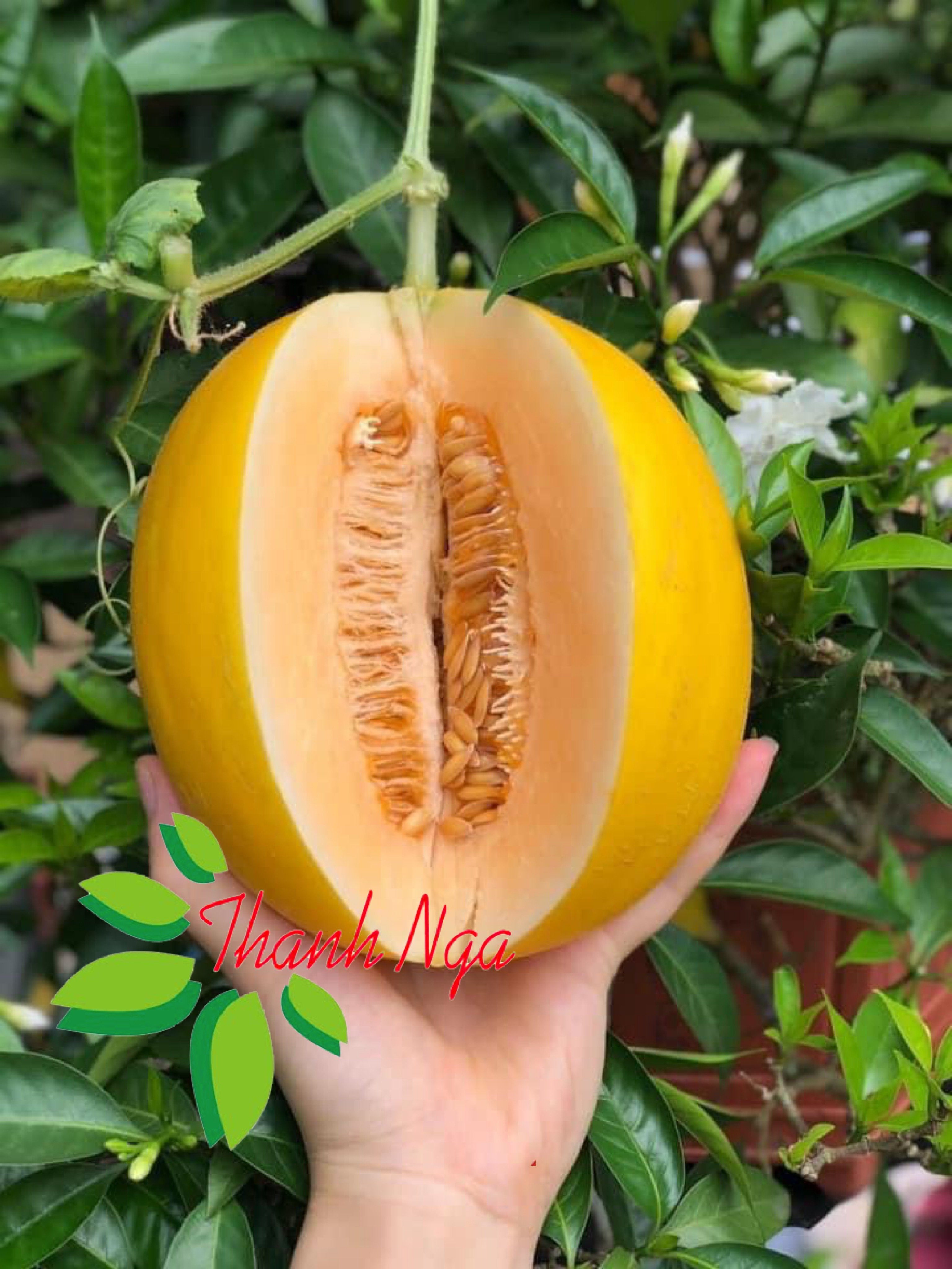 Dưa vàng