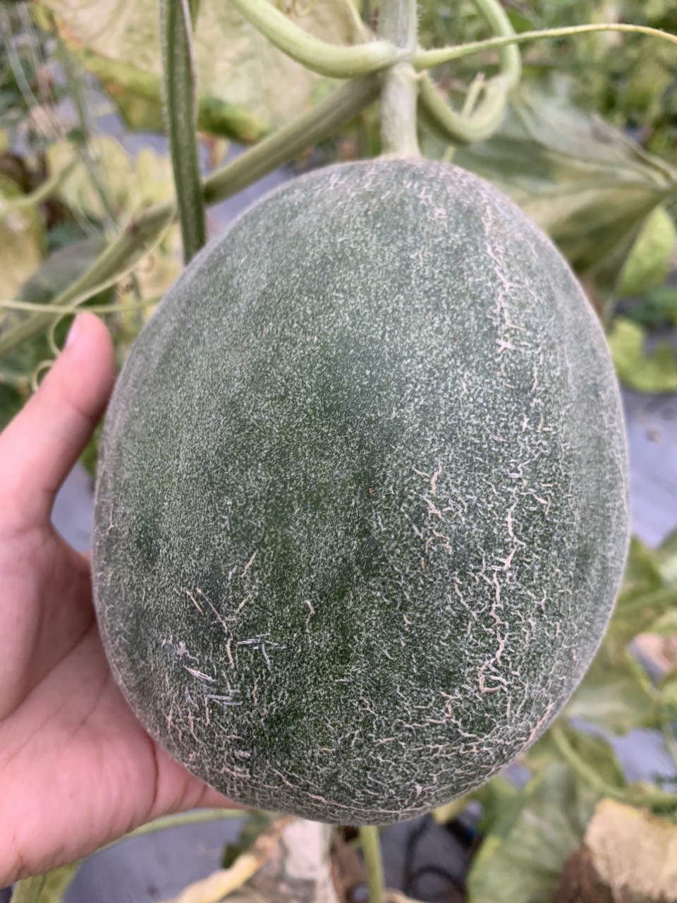 dưa lưới CLT3