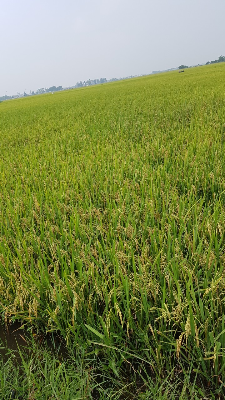Lúa chất lượng 
