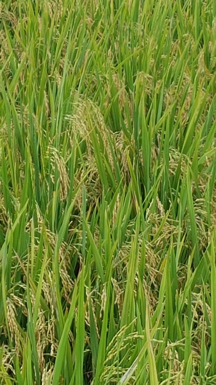Lúa chất lượng 
