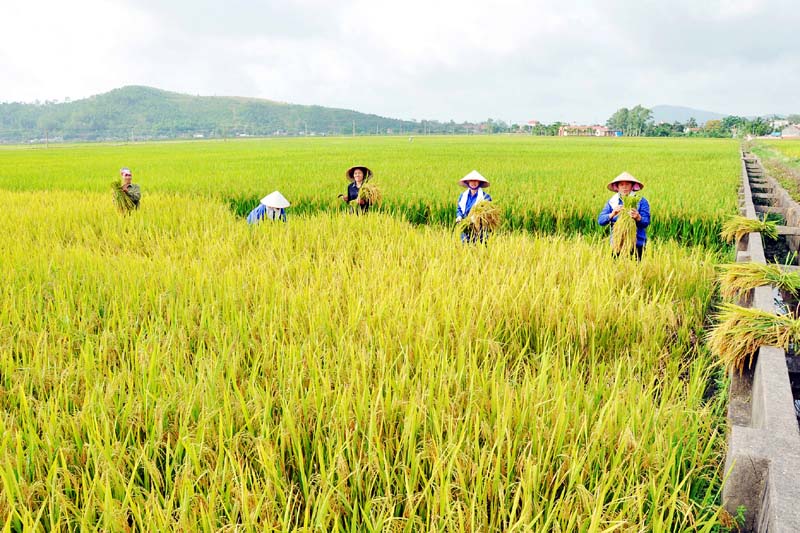 Lúa chất lượng
