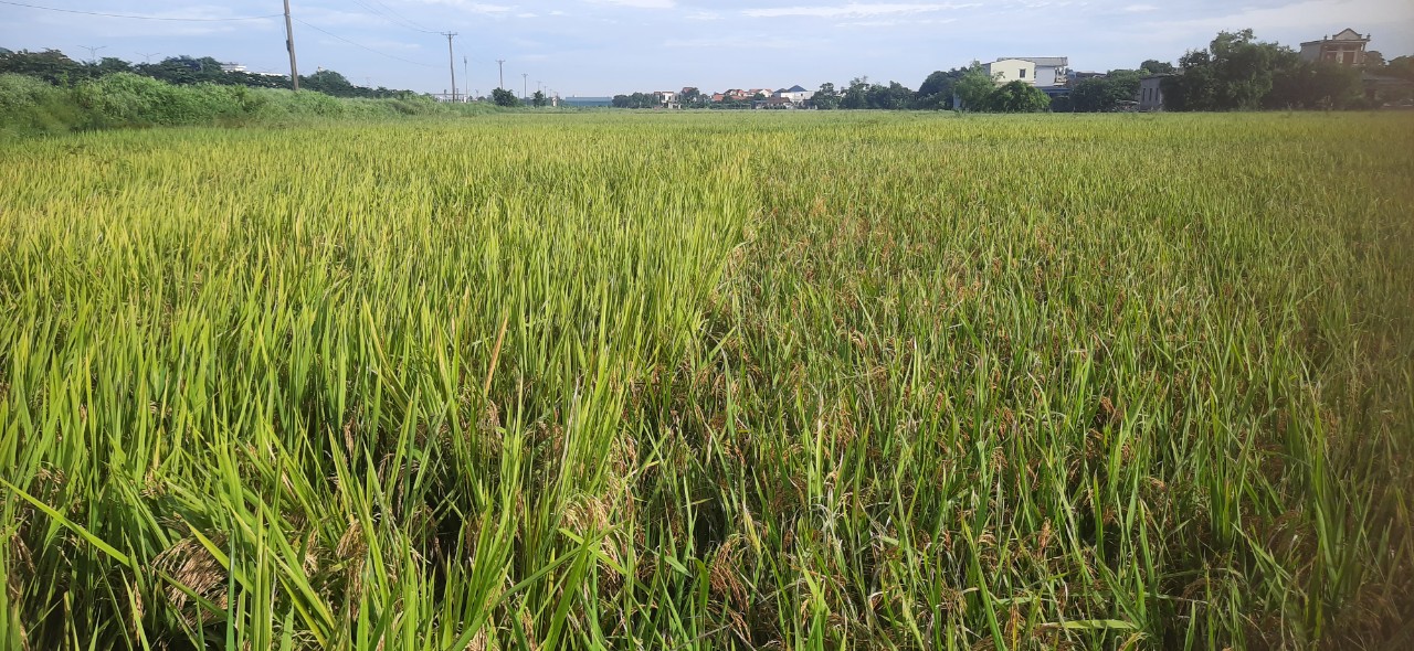 Lúa chất lượng