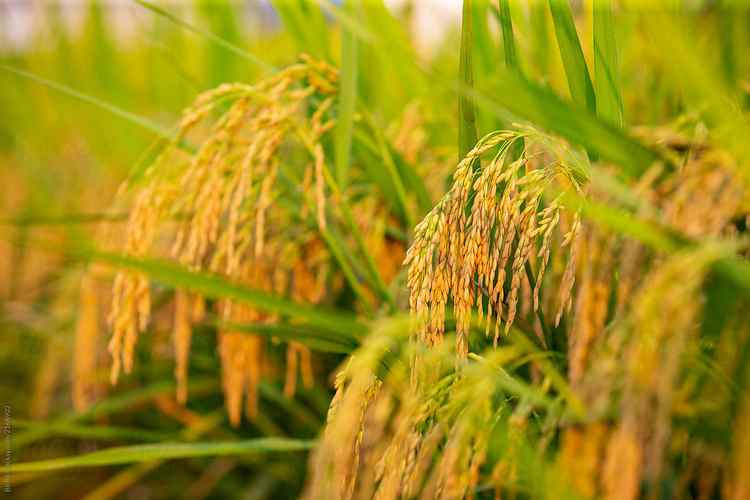 Đồng chí Giám đốc Công an tỉnh trả lời chất vấn đại biểu HĐND tỉnh tại Kỳ họp thứ 15, HĐND tỉnh khóa XV