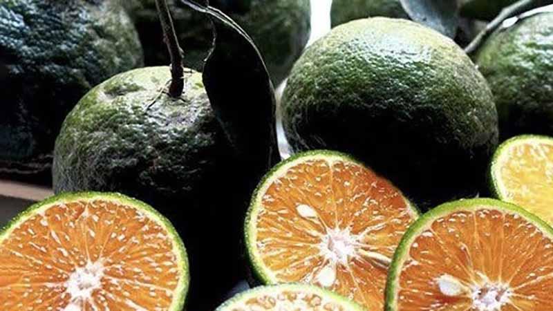 Quy định đối với người ứng cử
