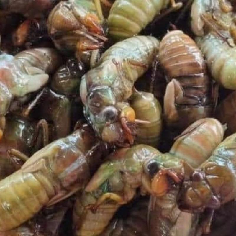 ĂN VE SẦU – NGUY CƠ ẢNH HƯỞNG SỨC KHỎE