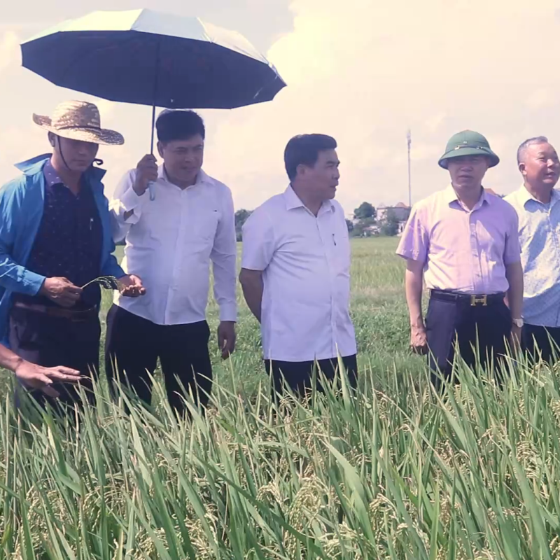 HTX DVNN AN NINH XÃ BÌNH GIANG SƠ KẾT MÔ HÌNH LIÊN KẾT SẢN XUẤT LÚA NẾP 97 VÀ TRIỂN KHAI KẾ HOẠCH SẢN XUẤT VỤ MÙA 2026, VỤ ĐÔNG 2026 – 2027