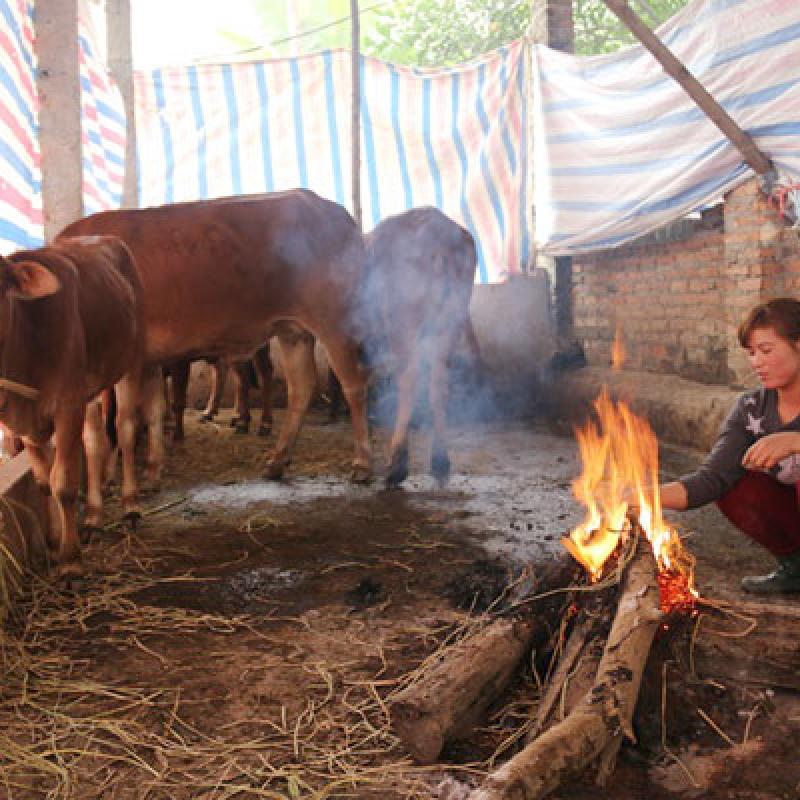 Chủ động triển khai các biện pháp phòng, chống rét đậm, rét hại