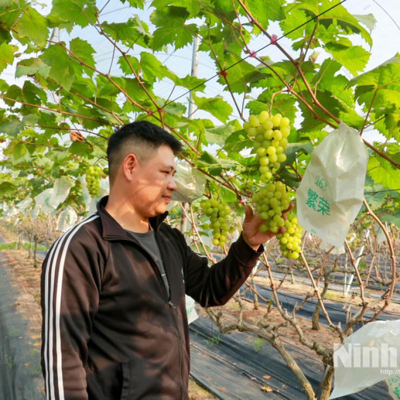 Xã Bình Lục có 12 HTX hoạt động trong lĩnh vực nông nghiệp