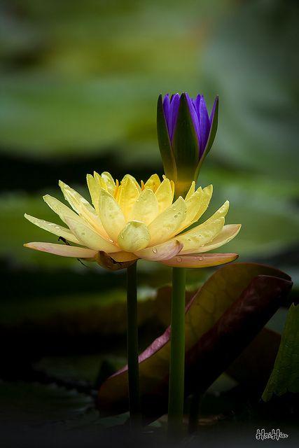 anh 4