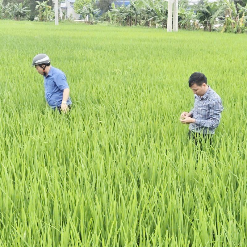 Chủ động phòng trừ sinh vật gây hại lúa vụ Xuân năm 2026 trên địa bàn phường Đông A