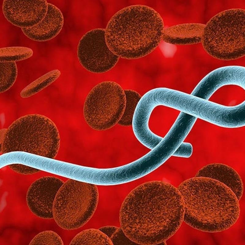 Bộ Y tế tăng cường giám sát trước nguy cơ dịch Ebola