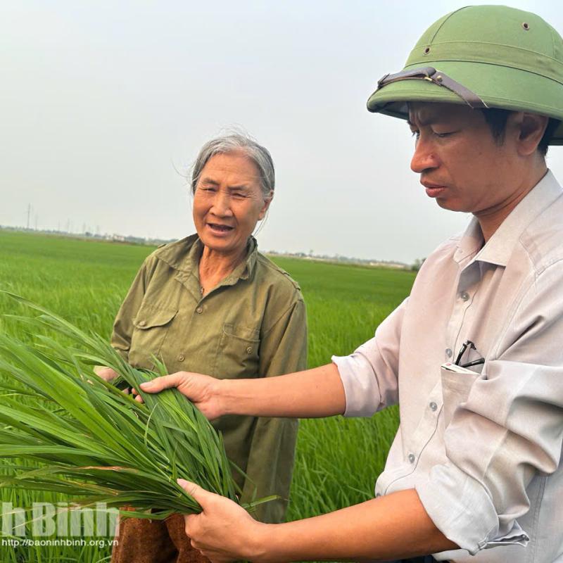 Tập trung cao độ phòng trừ bệnh đạo ôn hại lúa vụ Đông xuân 2026