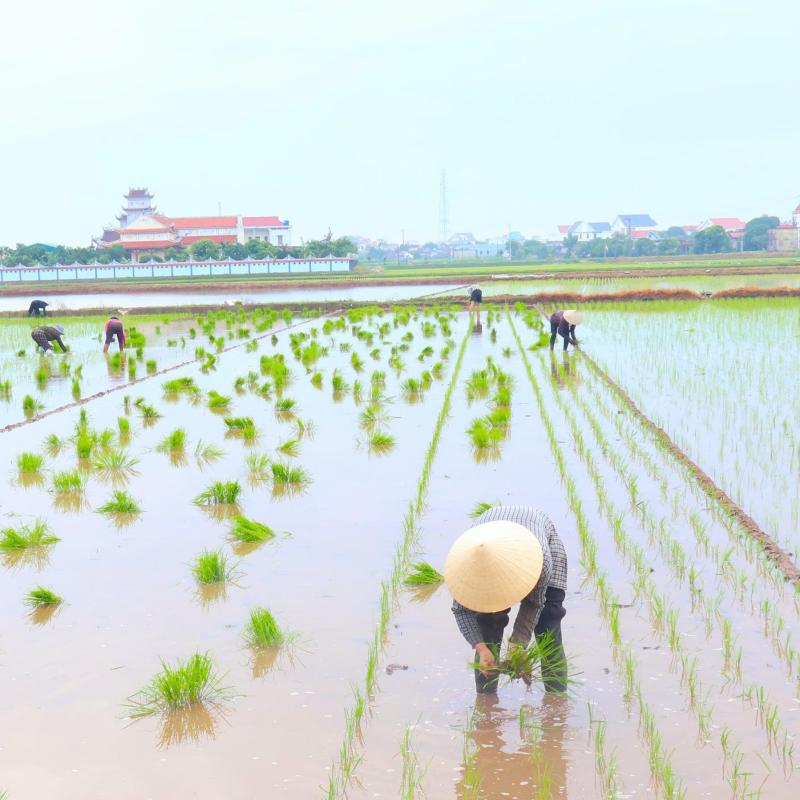 Nông dân xã Giao Bình tích cực xuống đồng cấy lúa vụ Mùa năm 2026