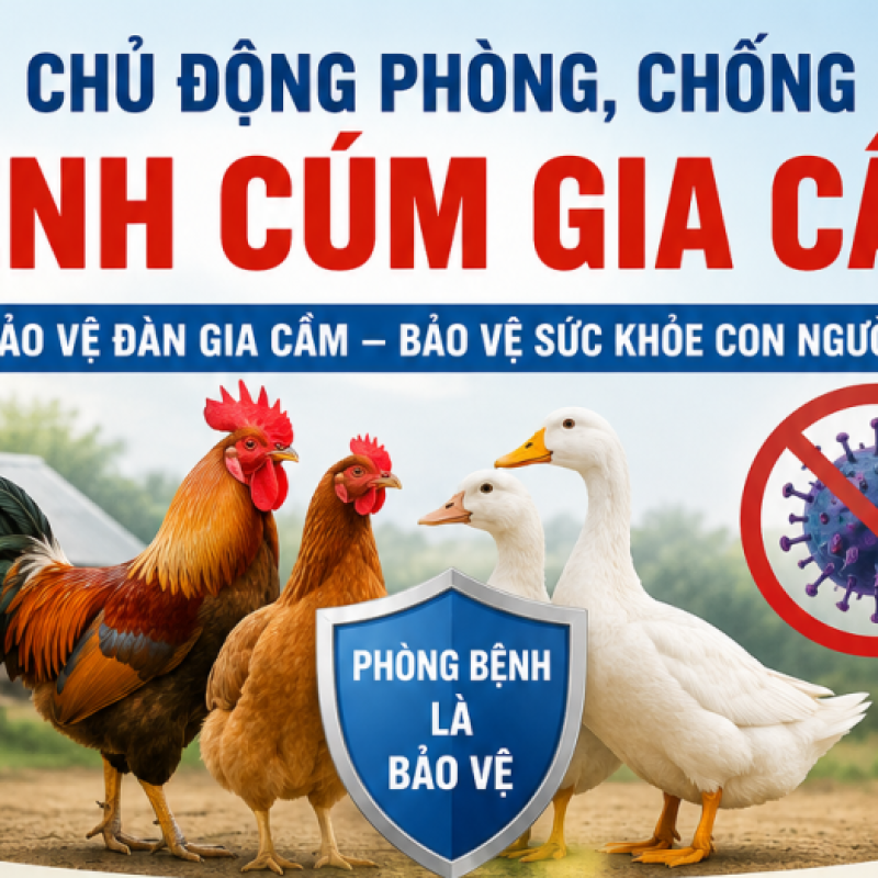 CẨM NANG TOÀN DIỆN: NHẬN BIẾT, PHÒNG CHỐNG VÀ XỬ LÝ DỊCH CÚM GIA CẦM