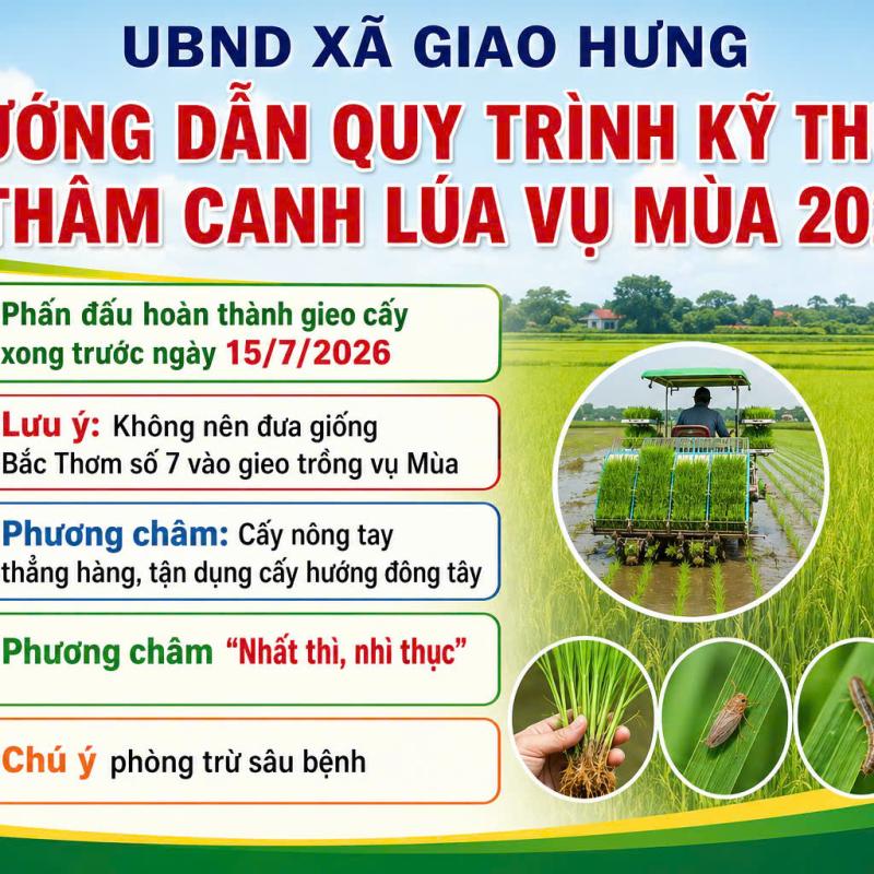 Hướng dẫn quy trình thâm canh lúa vụ Mùa 2026.