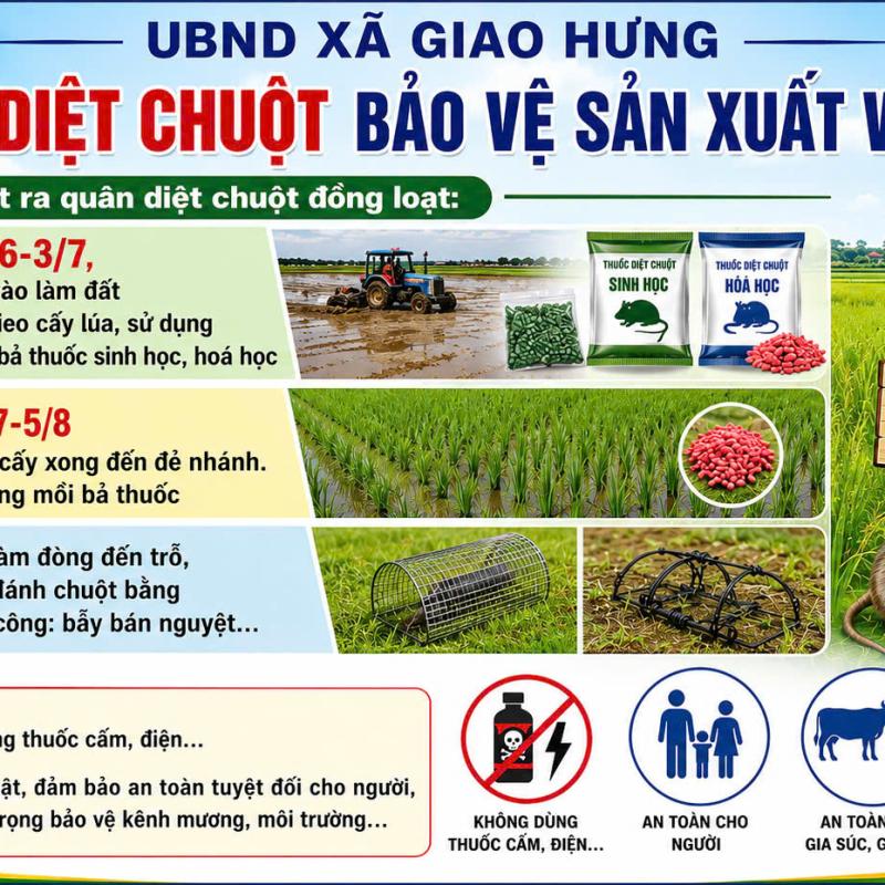 Kế hoạch diệt chuột bảo vệ sản xuất vụ mùa năm 2026