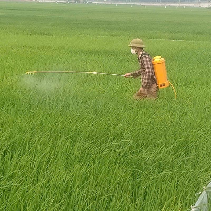 Bà con nông dân Giao Ninh tập trung phun trừ sâu bệnh bảo vệ lúa xuân 2026