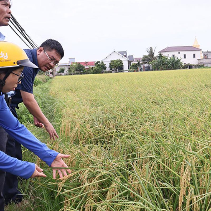 Đồng chí Doãn Quang Hùng - Bí thư Đảng ủy xã Giao Ninh cùng cán bộ, chuyên môn kỹ thuật thăm đồng, đánh giá sản xuất lúa, cây màu vụ xuân 2026