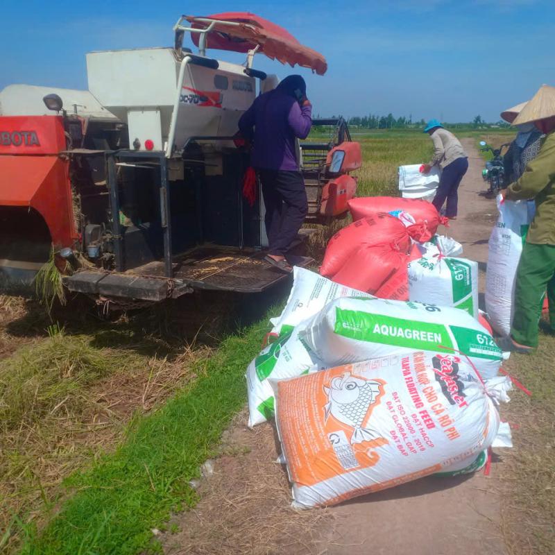 Bà con xã viên xã Giao Ninh cơ bản thu hoạch xong lúa xuân, khẩn trương các điều kiện sản xuất vụ lúa mùa 2026