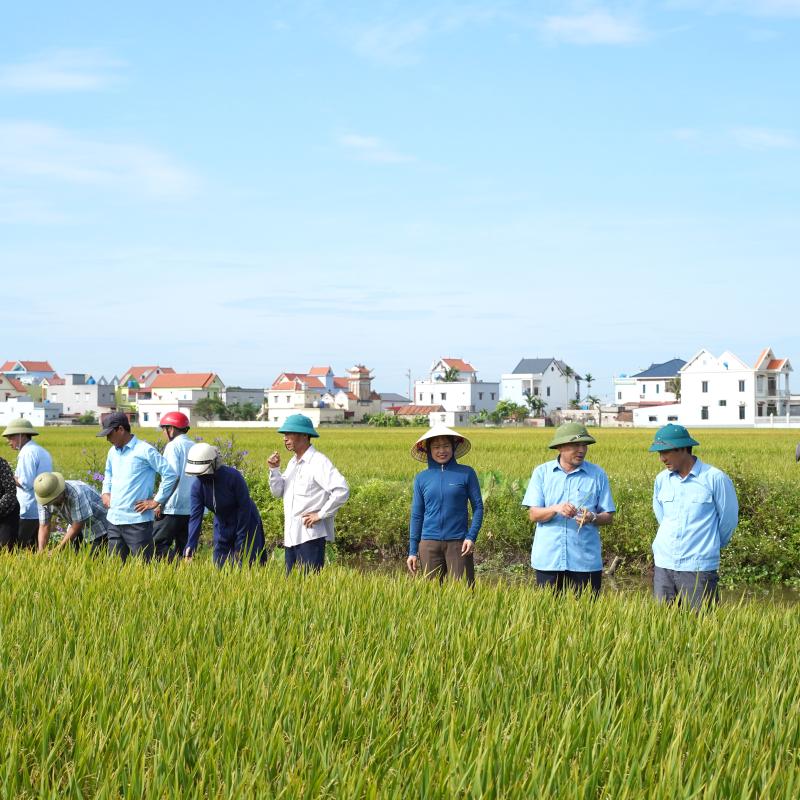 Ủy ban nhân dân xã Giao Phúc tổ chức thăm đồng, đánh giá năng suất lúa vụ Xuân năm 2026