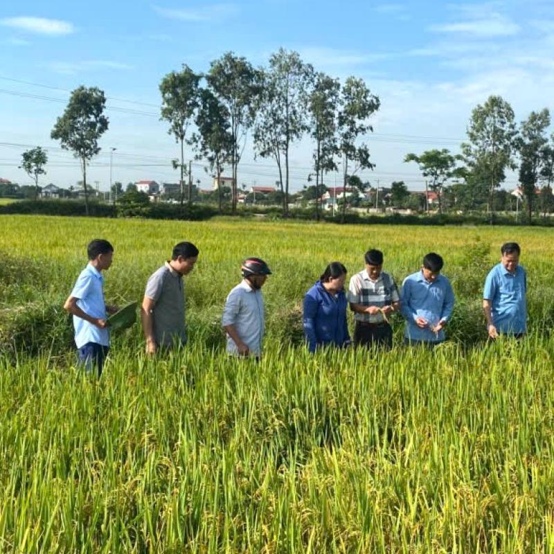 LÃNH ĐẠO XÃ HIỂN KHÁNH ĐI KIỂM TRA THĂM ĐỒNG RUỘNG, ĐÁNH GIÁ NĂNG SUẤT LÚA XUÂN VÀ CHỈ ĐẠO SẢN XUẤT VỤ MÙA NĂM 2026
