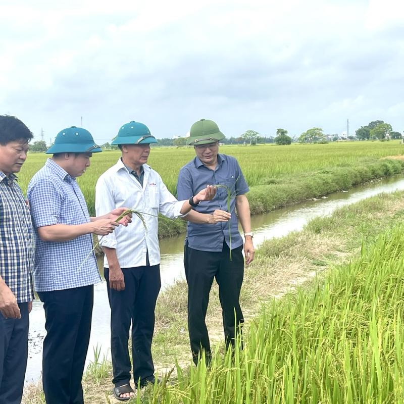 Các đồng chí lãnh đạo phường Hồng Quang kiểm tra công tác sản xuất vụ xuân và công tác phòng chống thiên tai năm 2026