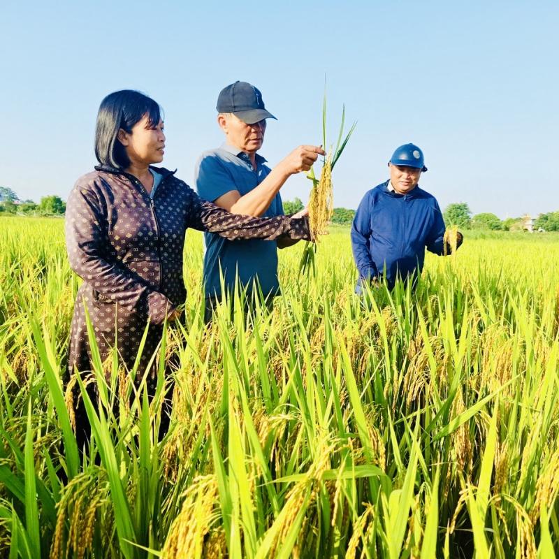 Hiệu quả từ mô hình trình diễn giống lúa TBR88 tại Tổ dân phố Dứa Thự ở vụ Xuân năm 2026