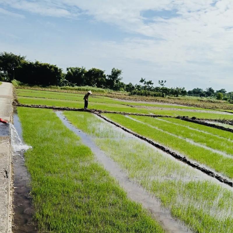 Phường Hồng Quang tập trung chỉ đạo sản xuất vụ mùa 2026