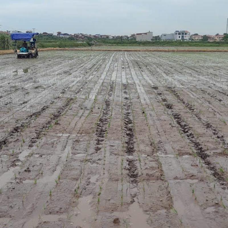 TDP MÃ NÃO TRIỂN KHAI 20 HA MÔ HÌNH LÚA CẤY MÁY