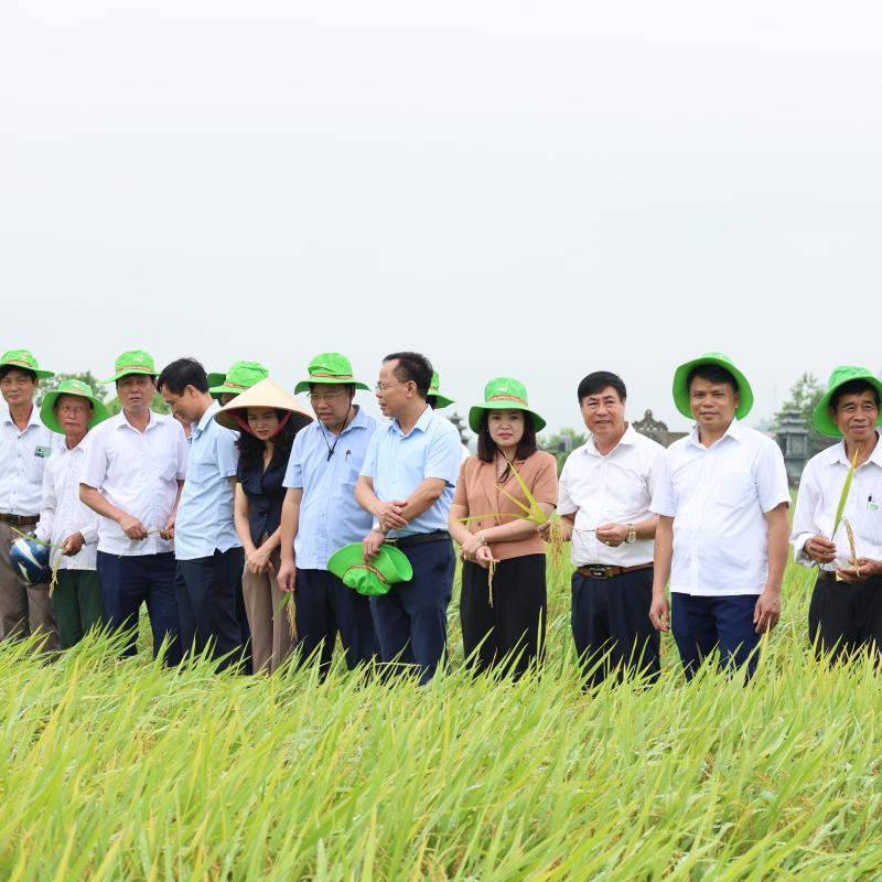 MÔ HÌNH GIỐNG LÚA MỚI TẠI XÃ LIÊN MINH VỤ XUÂN NĂM 2026