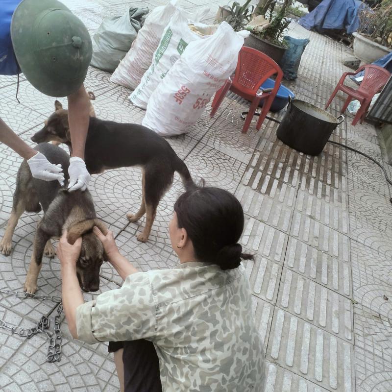 PHƯỜNG LÝ THƯỜNG KIỆT TỔ CHỨC TIÊM VẮC XIN PHÒNG BỆNH CHO ĐÀN GIA SÚC, GIA CẦM ĐỢT I, NĂM 2026