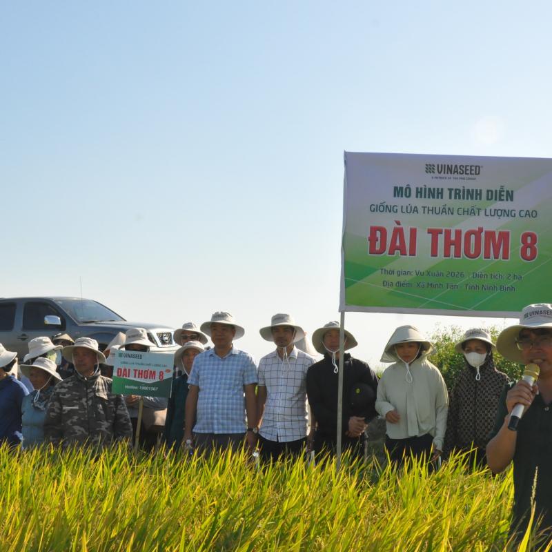 Hội nghị đầu bờ đánh giá hiệu quả giống lúa thuần chất lượng cao Đài Thơm 8 vụ xuân 2026