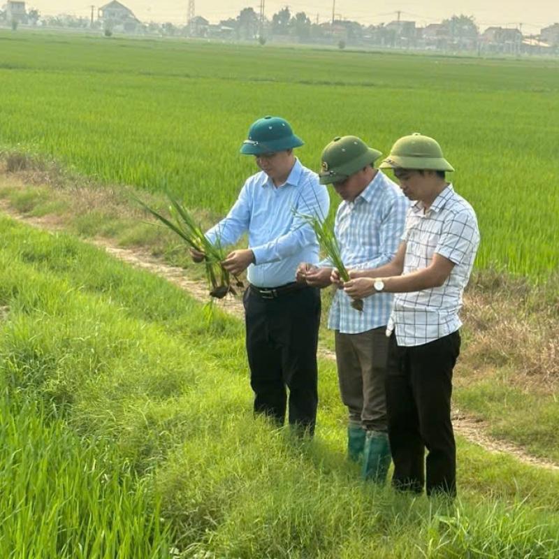 Lãnh đạo xã Minh Tân kiểm tra tình hình sâu bệnh gây hại trên lúa xuân