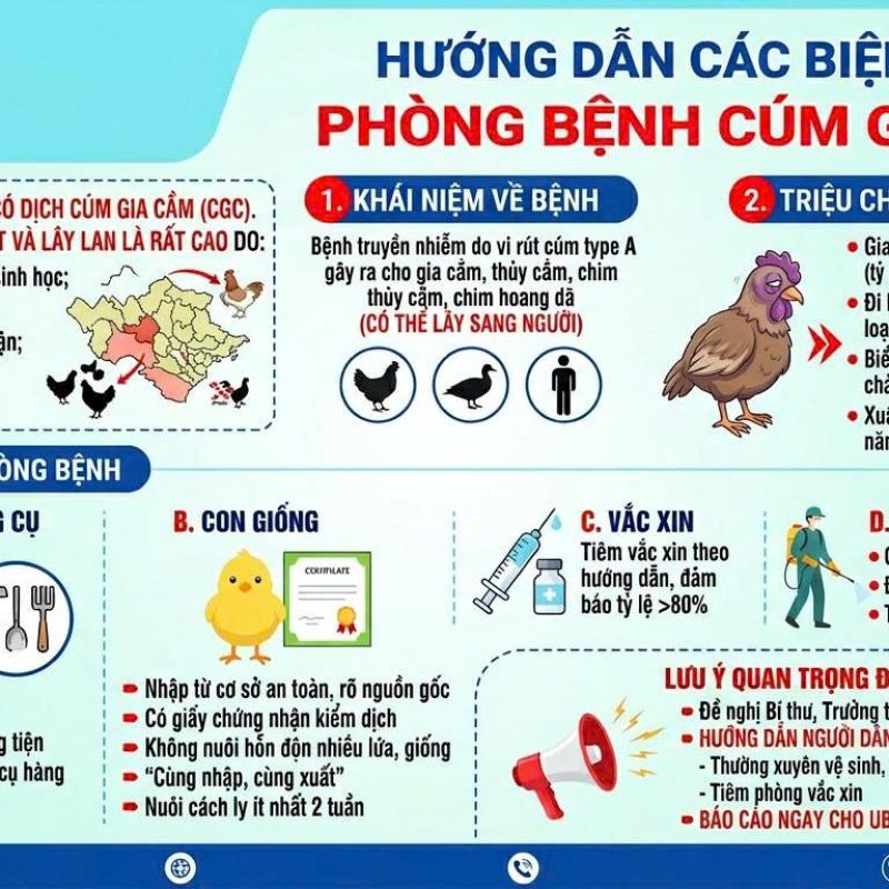 Hướng dẫn các biện pháp phòng bệnh cúm gia cầm