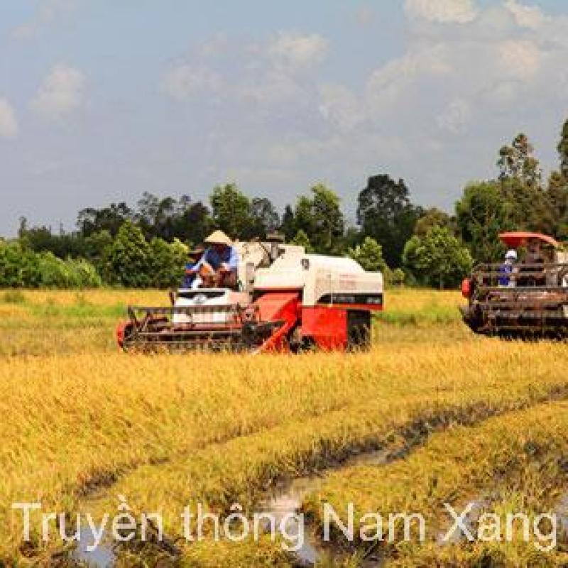 Xã Nam Xang cơ bản hoàn thành thu hoạch lúa Xuân