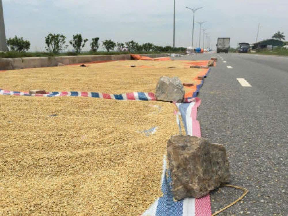Đặt vật cản phơi thóc ngoài đường