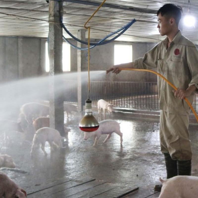 Các biện pháp chống nóng cho đàn  gia súc, gia cầm trong mùa hè nắng nóng