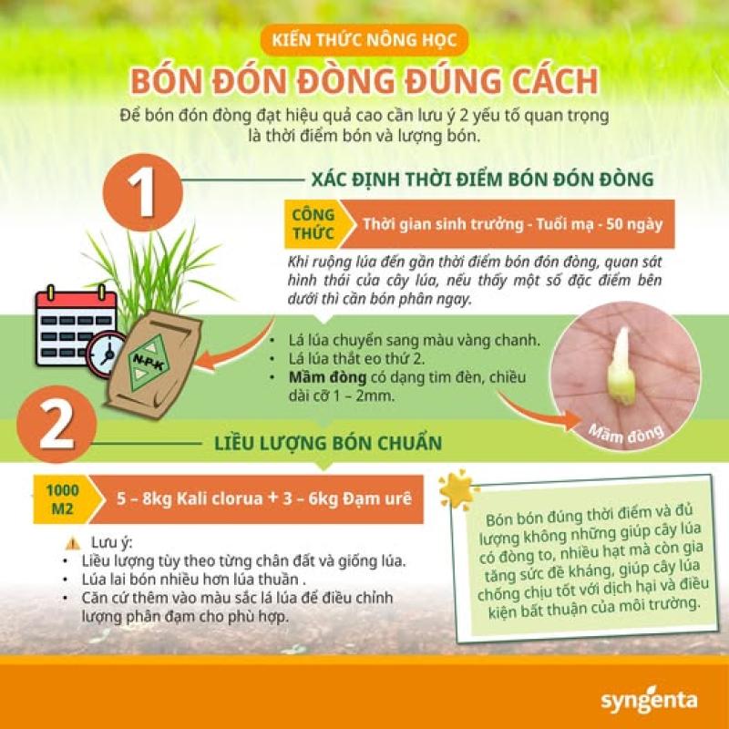 HƯỚNG DẪN  Kỹ thuật bón đón đòng Vụ Xuân năm 2026