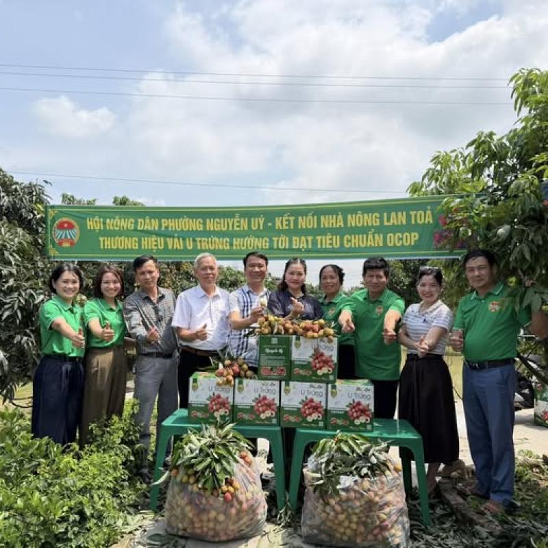 THU HOẠCH VẢI LAI U TRỨNG, ĐỊNH HƯỚNG XÂY DỰNG SẢN PHẨM OCOP