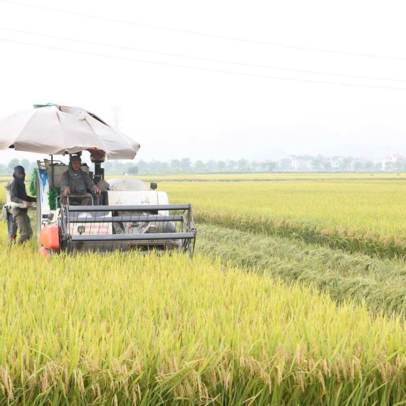 HTXDVNN Nguyễn Úy  thu hoạch xong 99% diện tích lúa vụ xuân.