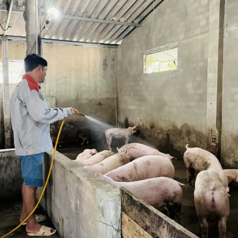 TƯ VẤN KỸ THUẬT  MỘT SỐ BIỆN PHÁP CHỐNG NÓNG CHO GIA SÚC, GIA CẦM