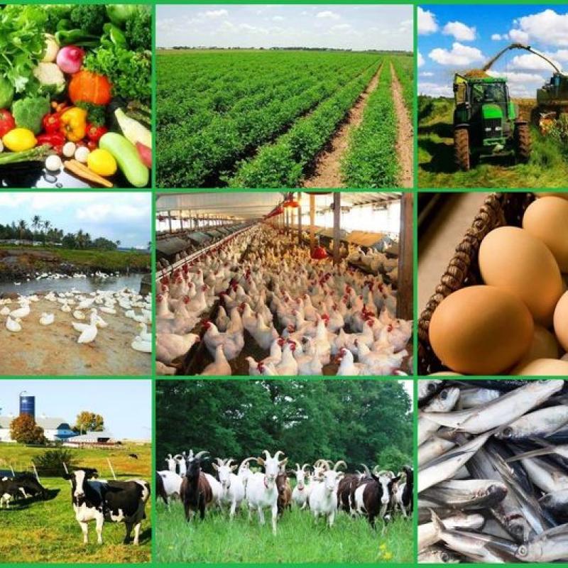 HƯỚNG DẪN  MỘT SỐ GIẢI PHÁP KỸ THUẬT TRONG SẢN XUẤT NÔNG NGHIỆP MÙA MƯA BÃO